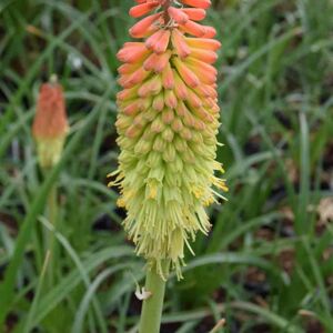 Kniphofia uvaria ---